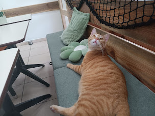 Photo n°16 de Mouans Chatoux - Café à chats à Mouans-Sartoux (Café)