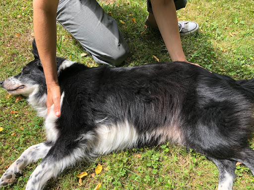 DOG MASSAGES ACADEMY