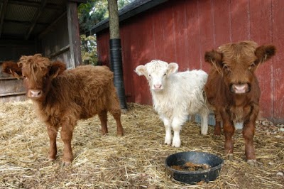 Petting Barn - Fort Worth Zoo