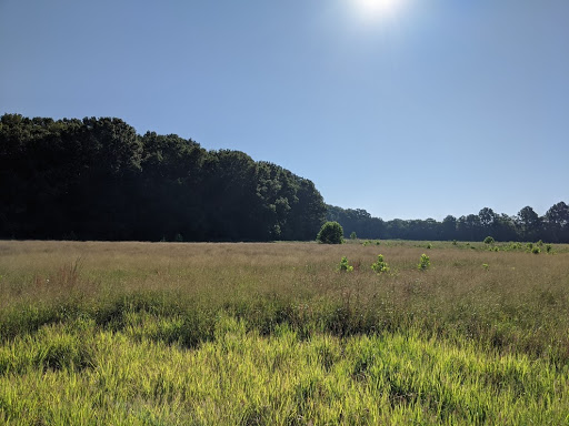 Wetland Observation Deck - Thumbnail