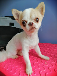 Photo n°18 de DOG BOX TOILETTAGE à Bages (Toiletteur)