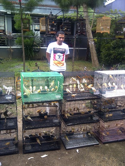 Photos of ALGY KENARI BANDUNG