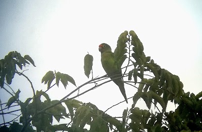 Photos of Palo Verde National Park