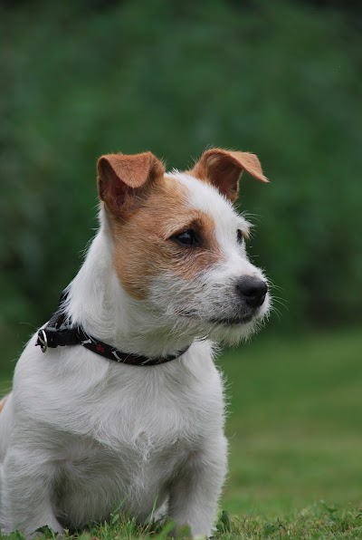 Photos of Newbridge Veterinary Clinic & Grooming Service
