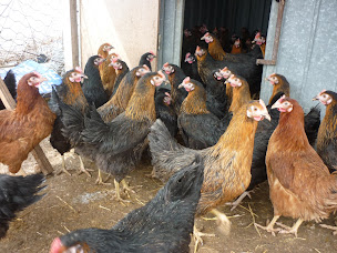 Photo n°21 de La Galiniére Elevage d'animaux d'ornement,Ferme de découverte Mme BLANC Muriel à Caussols (Éleveur)
