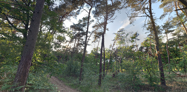 Koningsbos