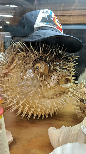 Taxidermy Hall Fame of NC - Thumbnail