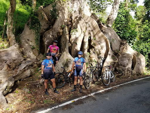 Ceiba Atabey de 400 años - Thumbnail