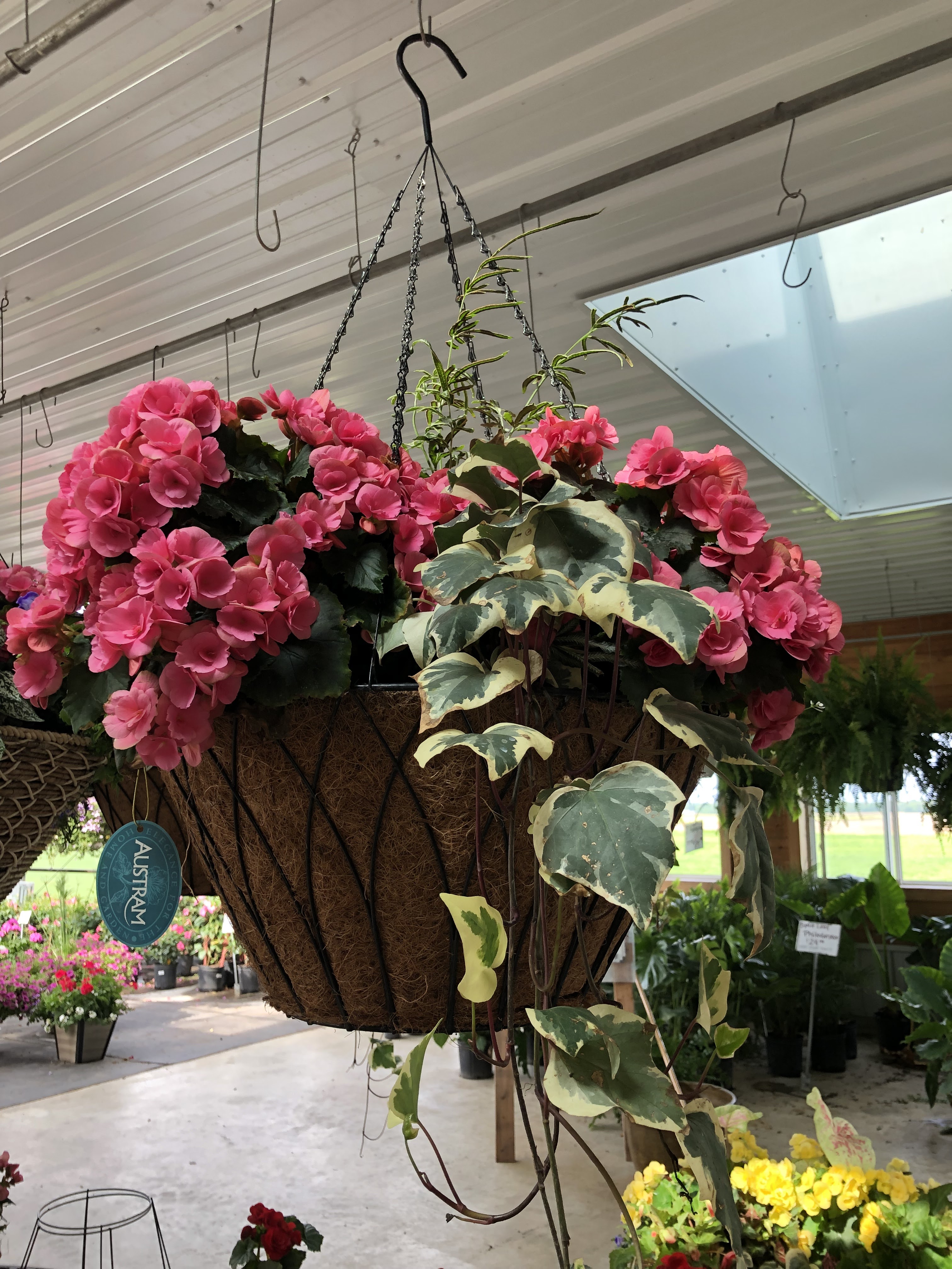 Zimmerman's Greenhouse