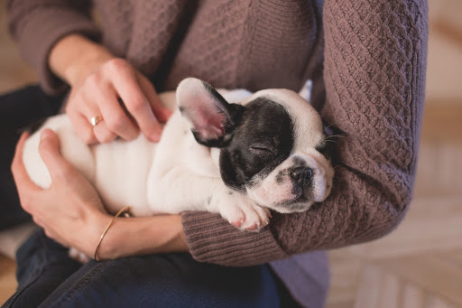 Greenhill Pet Cremation Services - United Kingdom