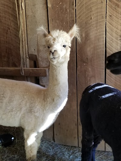 Blackberry Hill Alpacas