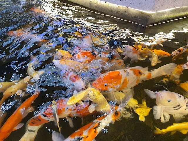 King Koi Coffee