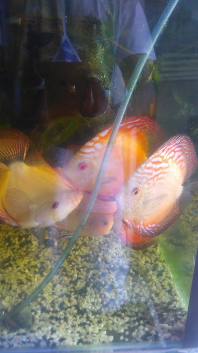 Photos of Teo Aquarium