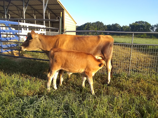 Falster Farm and Mini Cattle - Thumbnail