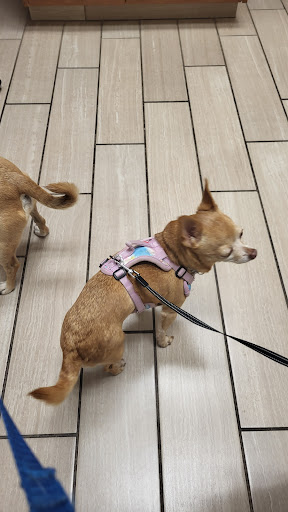 All Valley Pet Clinic at Federal Way, A Thrive Pet Healthcare Partner - Thumbnail
