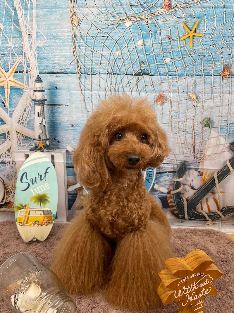 ワンちゃんのお店ルミナス