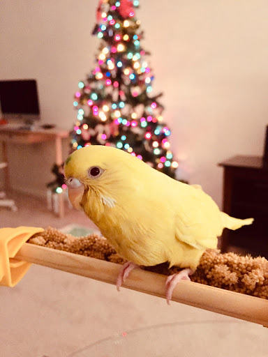 BirdSmart - Visual