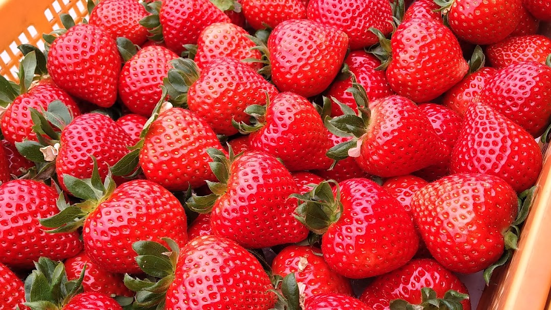 いちごの関園 今シーズンの営業も始まりました 久喜市の 生産 直売の農場 いちご狩りは行っておりません
