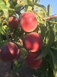 Photo n°9 de EARL Rochegüe Pascal à La Roche-de-Glun (Agriculteur)