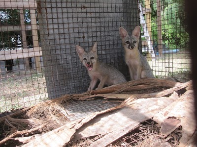 Rio Grande Valley Wildlife Rescue