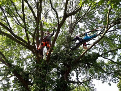 Usługi Arborystyczne MOJE DRZEWO- wycinka drzew,pielęgnacja drzew, arborystyka