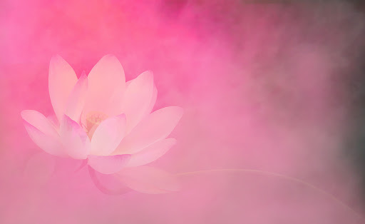 Lotus Skin and Beauty Gallery - Australia