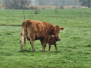 Photo n°4 de Estelle - Ferme La bonne étoile à Reillon (Ferme)