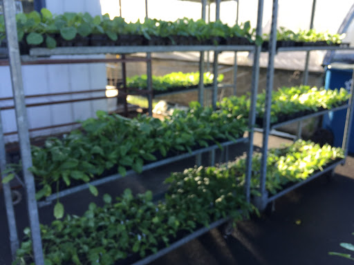 Bethlehem Greenhouse & Nursery - Thumbnail