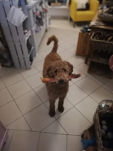 Hundefriseur Salon Tausendhund Am Markt 220, 56077 Koblenz, Deutschland