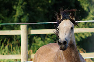 Photo n°11 de Ecuries d'En Cayla à Lasserre (Écurie)