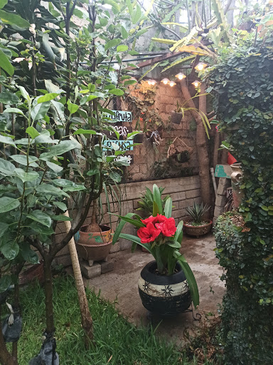 El jardín de las Orquídeas - Thumbnail