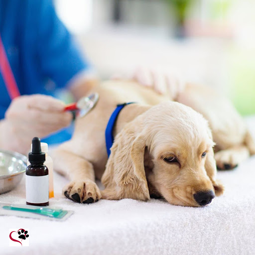 Woodcrest Veterinary Clinic