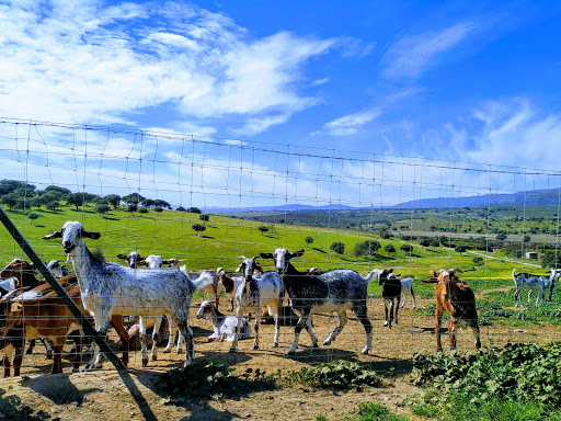QUESOS ARTESANOS EL RAÑAL - Thumbnail