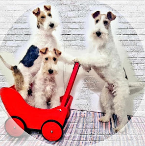 Fix & Foxl - Mobile Hundeschule +Hundesalon Biengartenweg 7, 95632 Wunsiedel, Deutschland