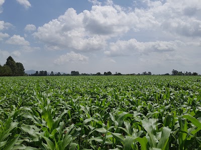 Photos of Wareng Maize Millers