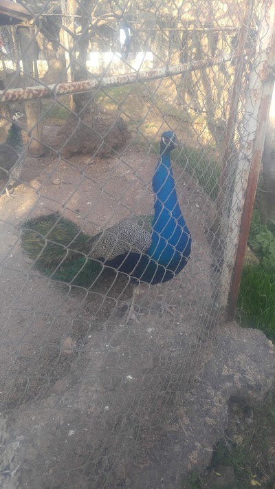 Photos of Tifrit Zoo Keffous Zahir et freres Akbou