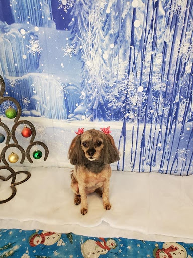 Canine Reflections - Visual