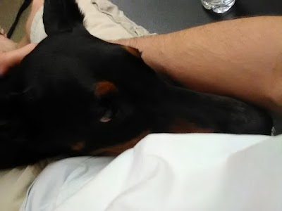 Photos of Animal Hospital of Statesville