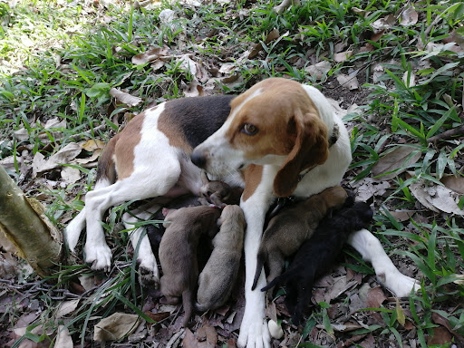 Agroveterinaria ''EL CAMPERO''