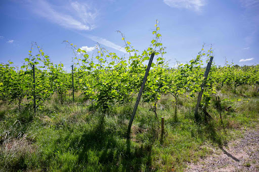 Clos de Nottereberg