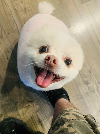 Mobile Groomers - Thumbnail