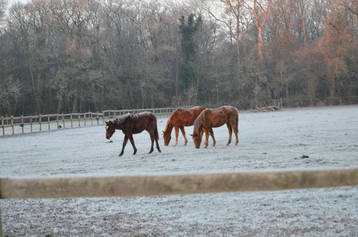 Holly Bush Farm - Thumbnail