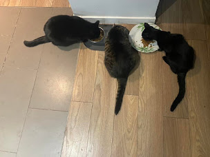 Photo n°41 de Pet Services Paris à Paris (Service de garde d'animaux)