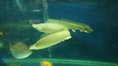 Photos of Gampang Ingat Aquarium