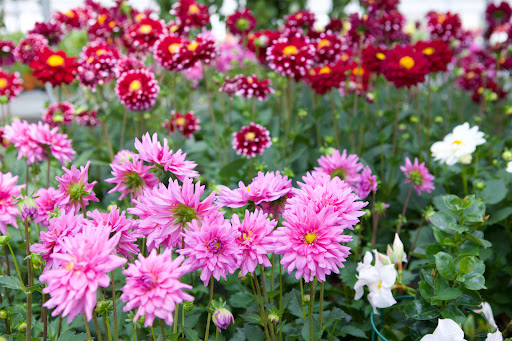 Floricoltura Gallonetto Flora Gallery - Italy