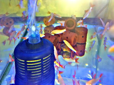 Photos of Toko Ikan Hias Syarif Fish