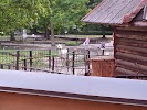 Фотография Черепаха, гостиница, улица Шота Руставели, Калининград, Россия
