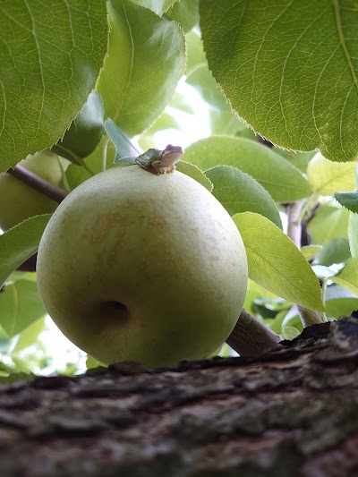 秋山果実園