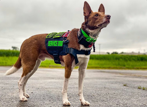 WorkingDogCo - Visual