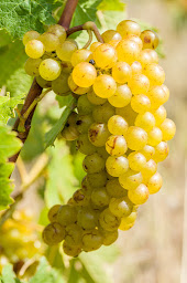 Photo n°14 de La Ferme Marine des Aresquiers à Vic-la-Gardiole (Élevage de fruits de mer)